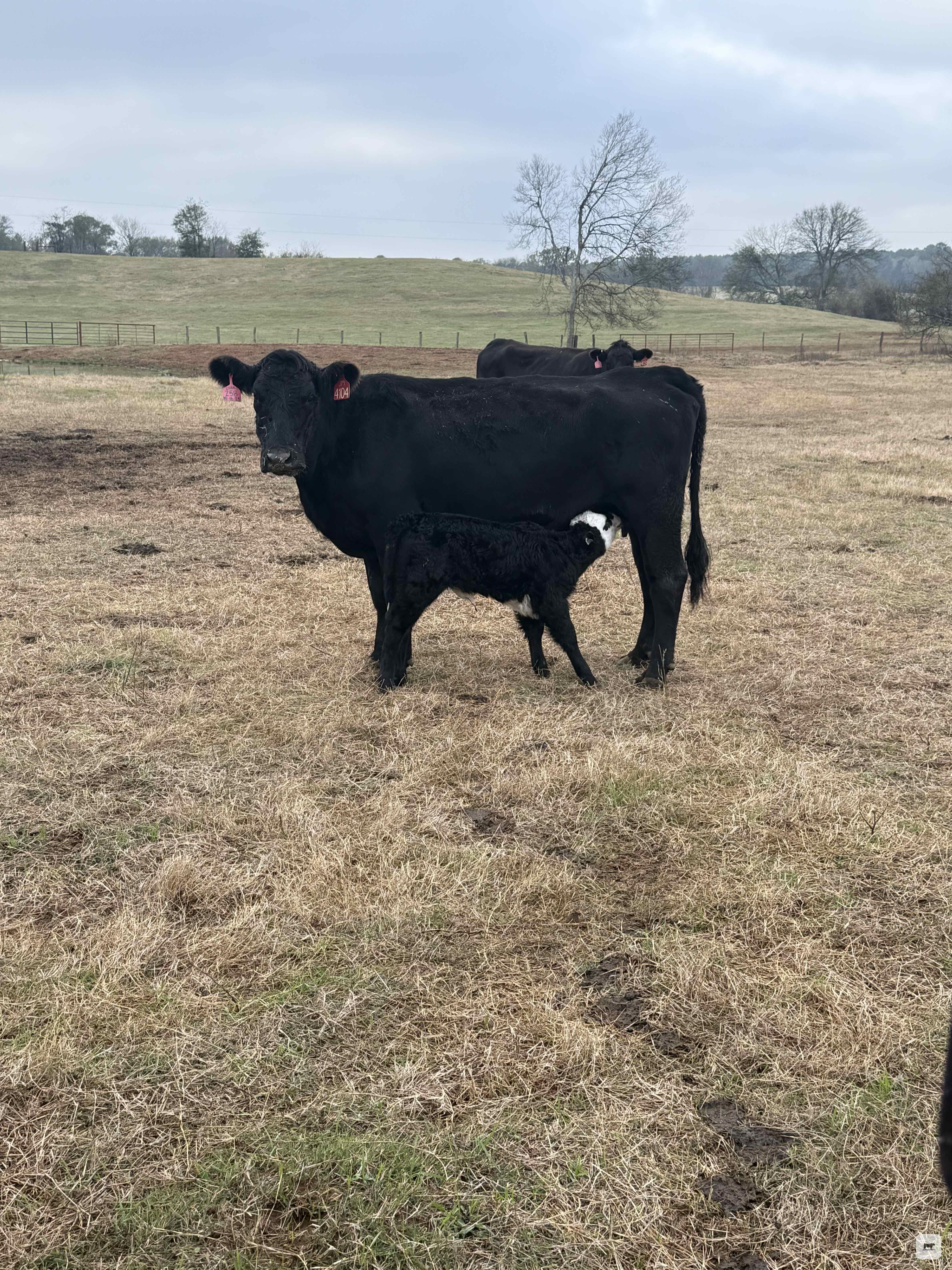 Cattle Range Listing Photo