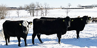 40 Angus & Black Baldy Cows... SW Missouri
