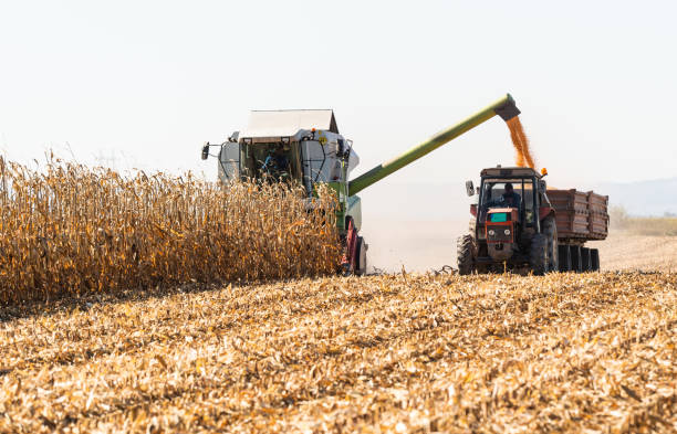 Corn Crop Condition as of 9/21/25