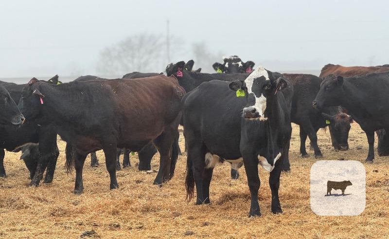 Cattle Range Listing Photo