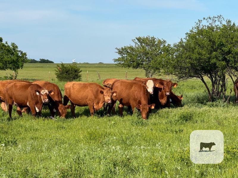 Cattle Range Listing Photo