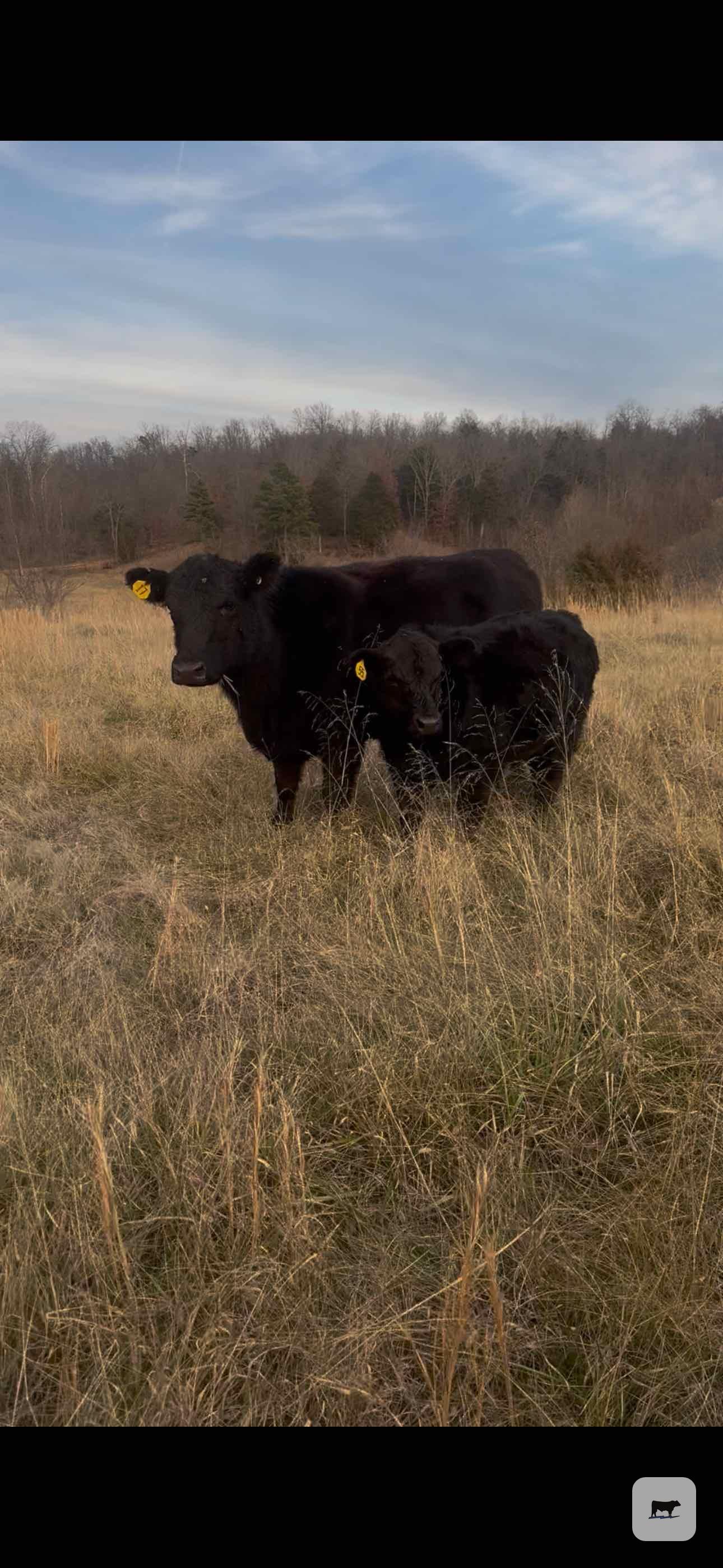 Cattle Range Listing Photo