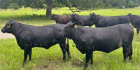 18 Brangus Bred Heifers... East TX
