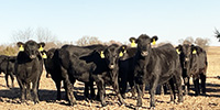 75 Angus & BWF Rep. Heifers... Southwest MO