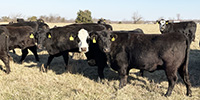 41 Angus & BWF Cows... Southwest MO