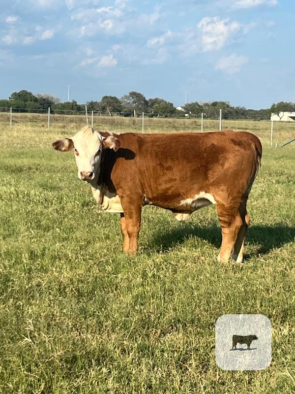 Cattle Range Listing Photo 4