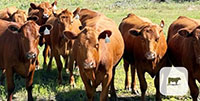 20 Red Angus Bred Heifers... North TX ~ BVD-PI Neg.