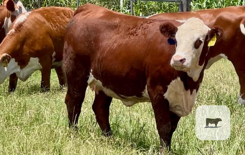 Cattle Range Listing Photo