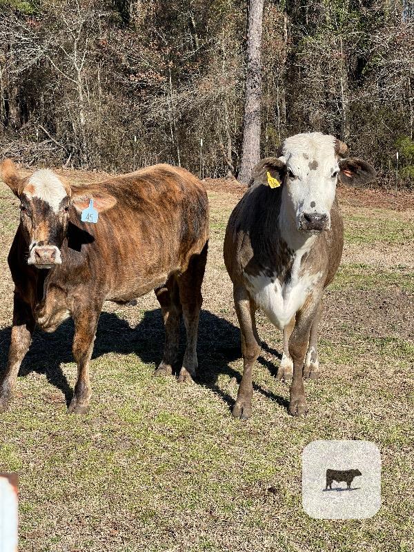 Cattle Range Listing Photo