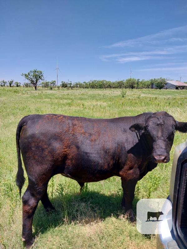 Cattle Range Listing Photo