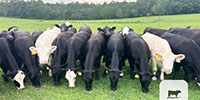 31 Angus, SimAngus, & Charolais Bred Heifers... FL Panhandle