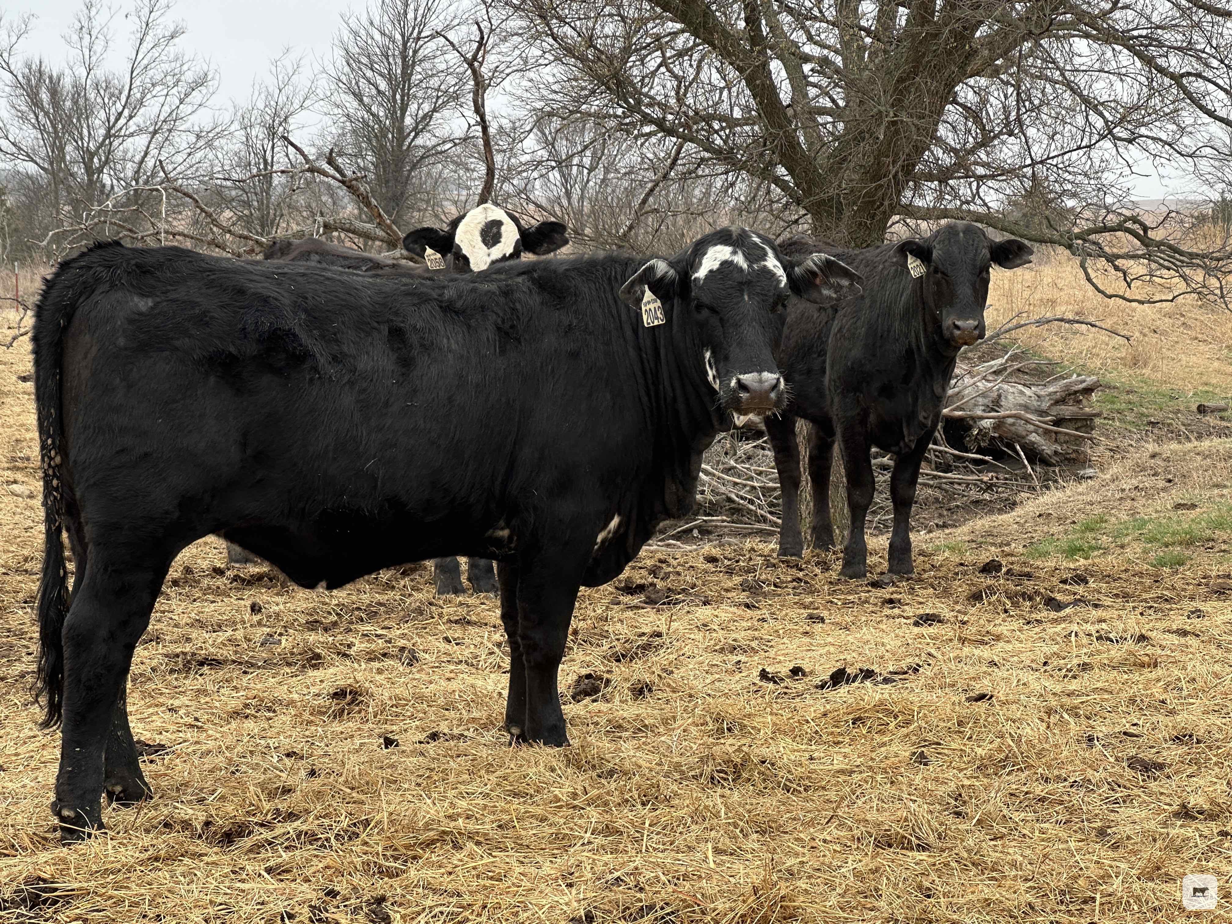Cattle Range Listing Photo