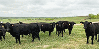 100	Brangus & Brangus Baldy Rep. Heifers... Central TX