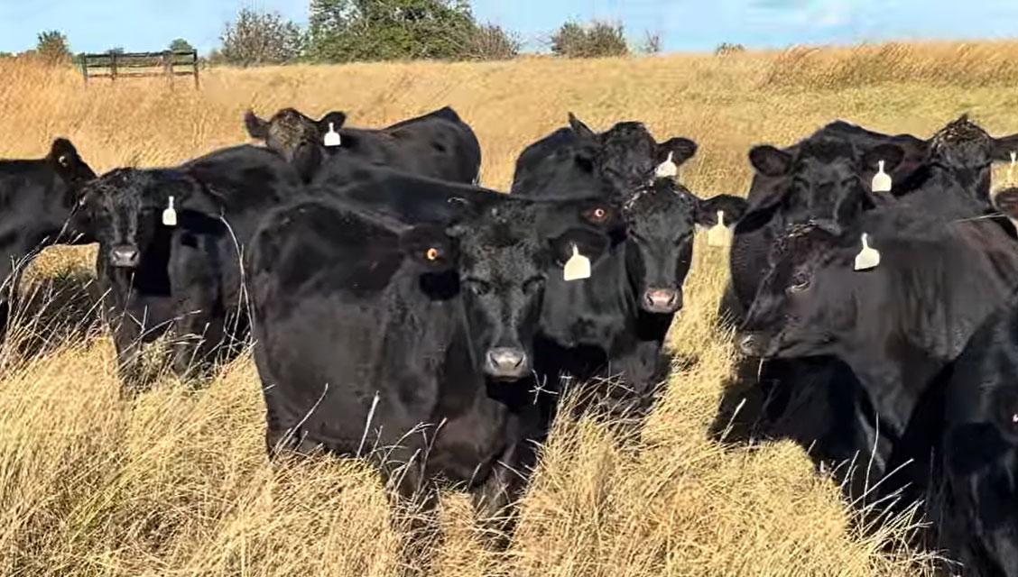 Cattle Range Listing Photo 3