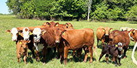 17 Red Angus, RWF, Charolais Cross & Hereford Bred Heifers... Southwest MO