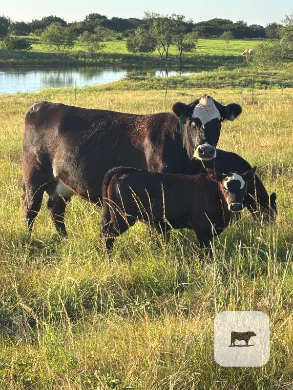 Cattle Range Listing Photo