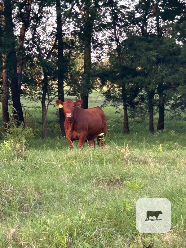 Cattle Range Listing Photo