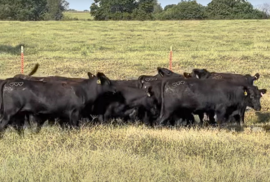 Cattle Range Listing Photo
