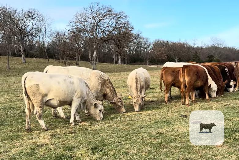 Cattle Range Listing Photo