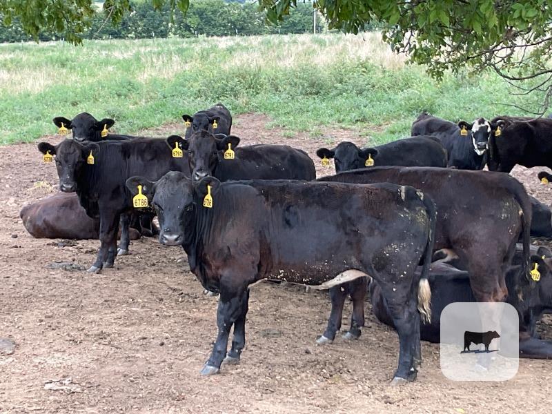 Cattle Range Listing Photo