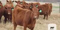 10 Red Angus Rep. Heifers... Central TX