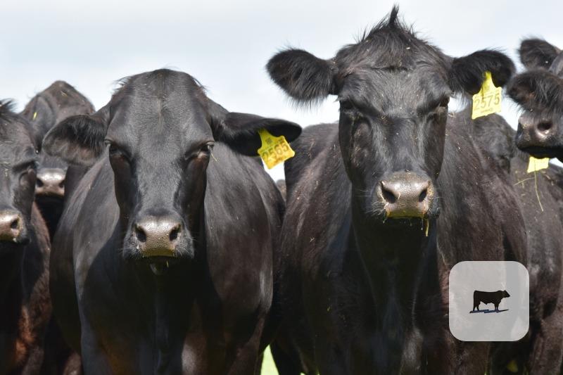 Cattle Range Listing Photo