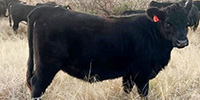 9 Angus Rep. Heifers... Central TX
