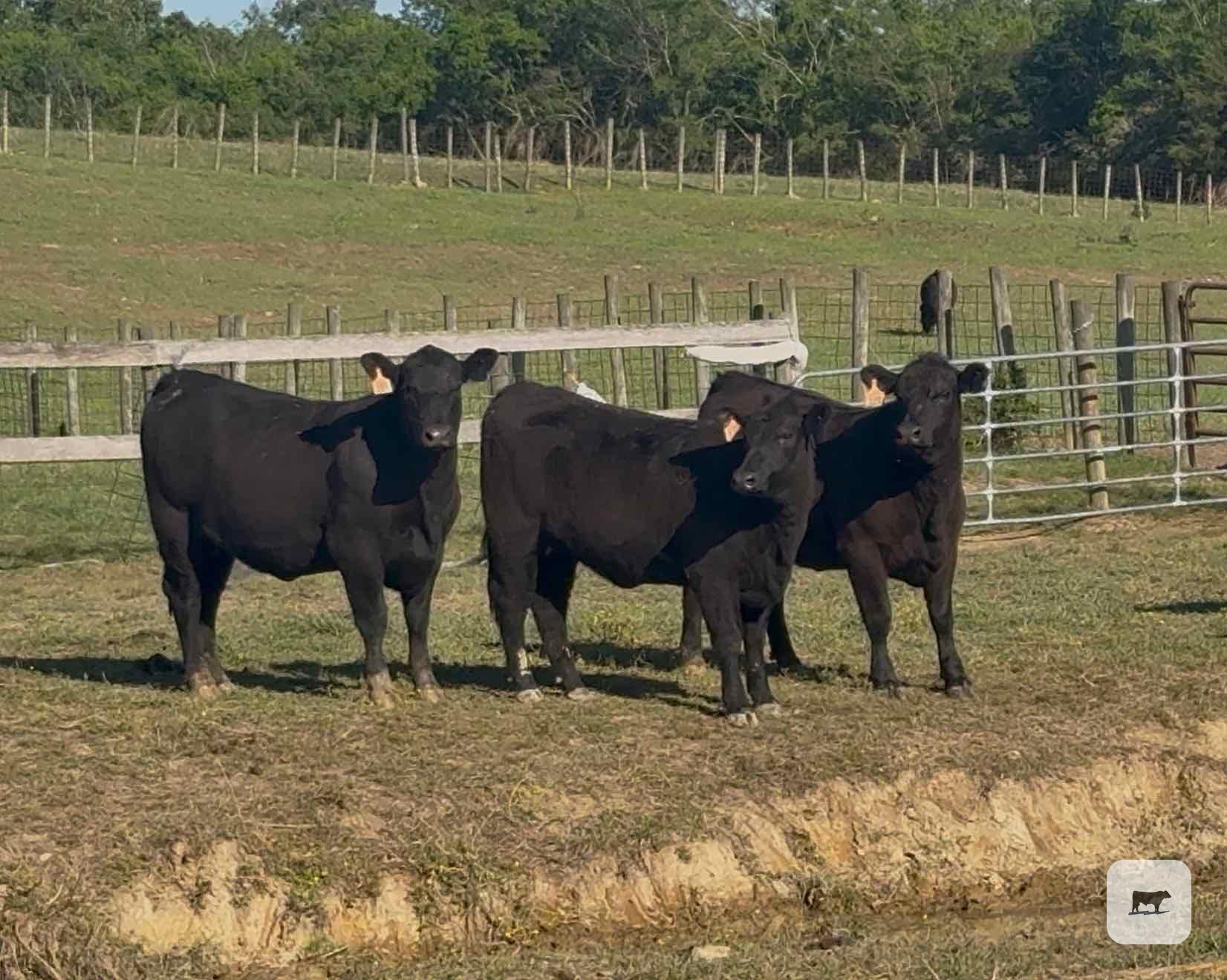 Cattle Range Listing Photo