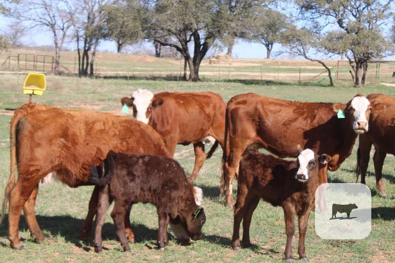Cattle Range Listing Photo