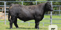 12 Reg. Simmental & SimAngus Bulls... Northwest GA