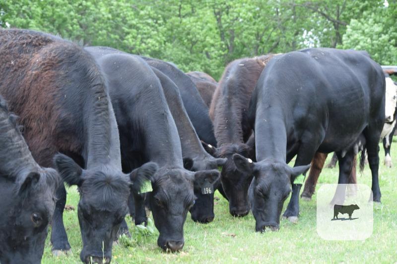 Cattle Range Listing Photo