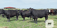 80 Angus Plus & BWF Cows... Central TX