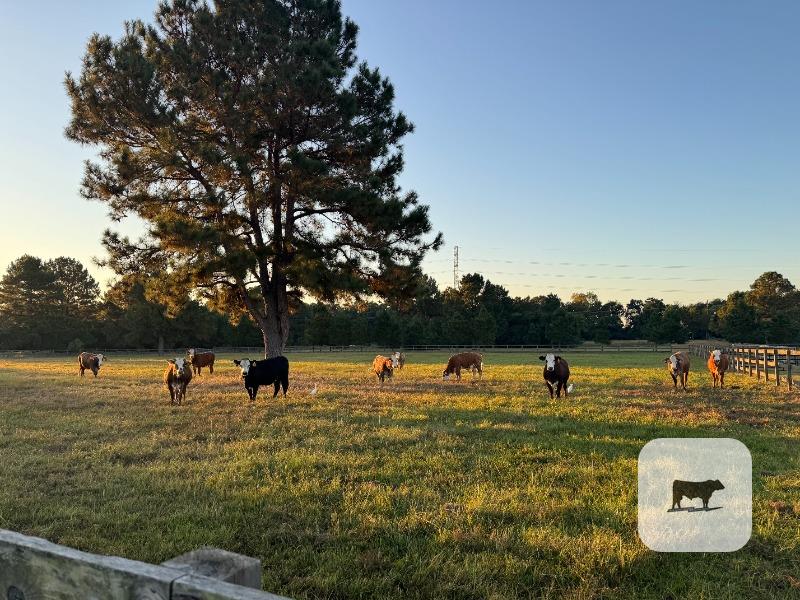 Cattle Range Listing Photo 4