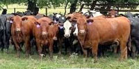 239 Red Angus, Red Angus Cross, Angus & Black Baldy Bred Heifers... Central TX