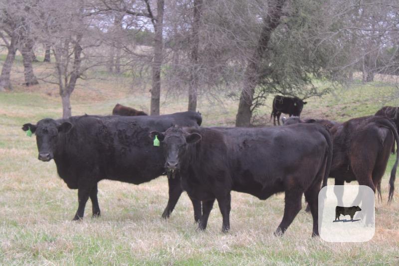 Cattle Range Listing Photo