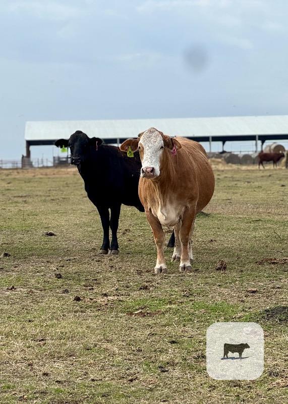 Cattle Range Listing Photo