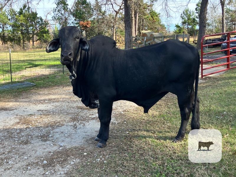 Cattle Range Listing Photo