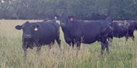 35 Angus Cows... Southwest MO