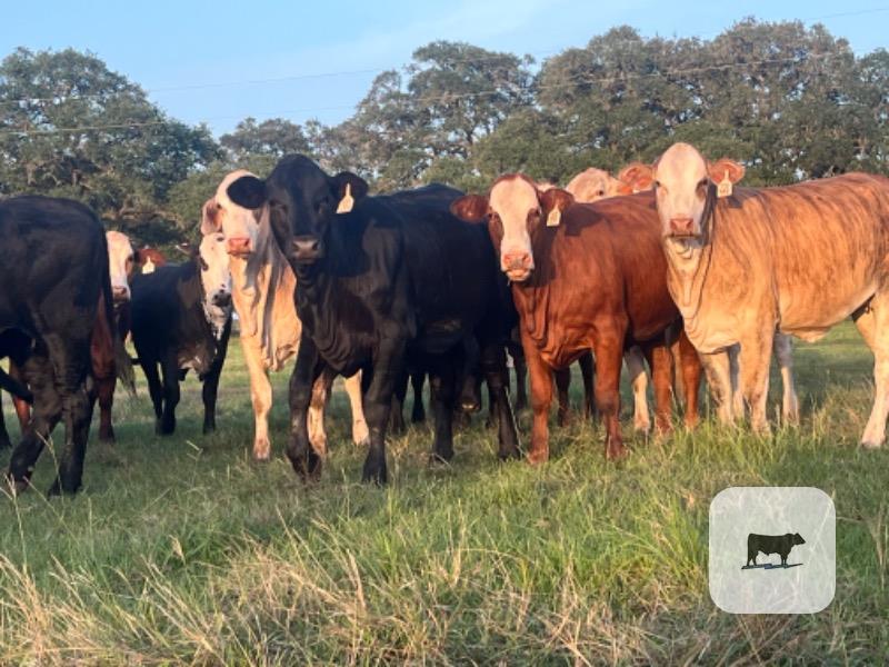 Cattle Range Listing Photo
