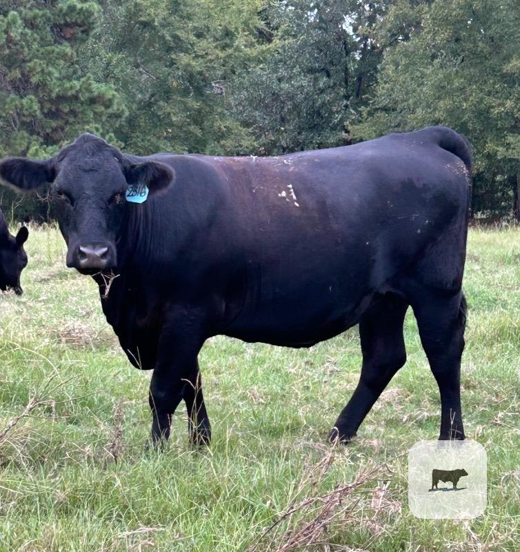 Cattle Range Listing Photo