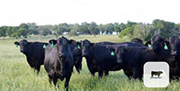 32 Angus Plus Cows... Central TX