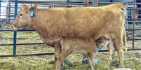 1 Reg. Akaushi 1st-Calf Pair... Southwest OK (1)