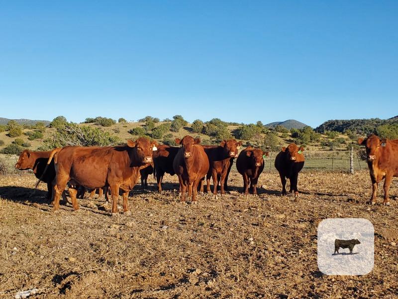 Cattle Range Listing Photo 3