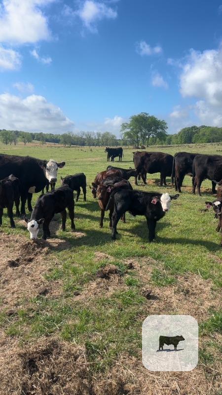 Cattle Range Listing Photo
