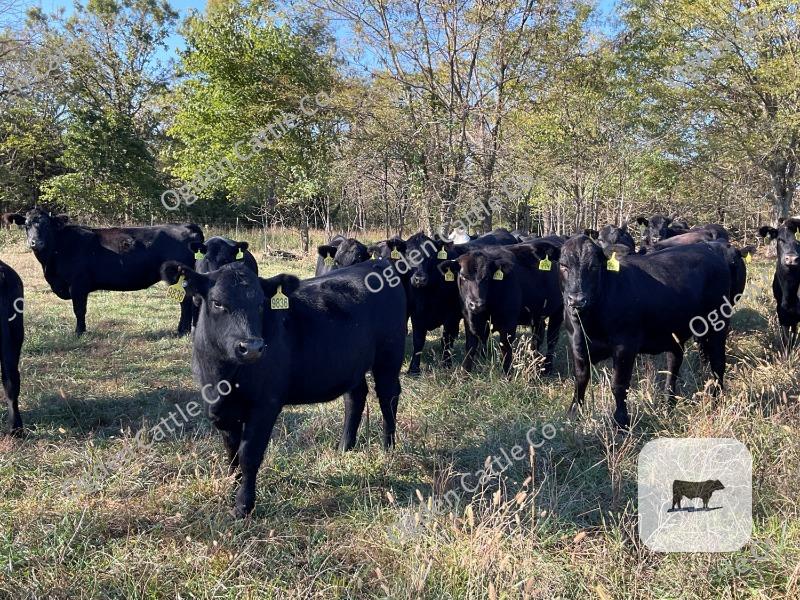 Cattle Range Listing Photo
