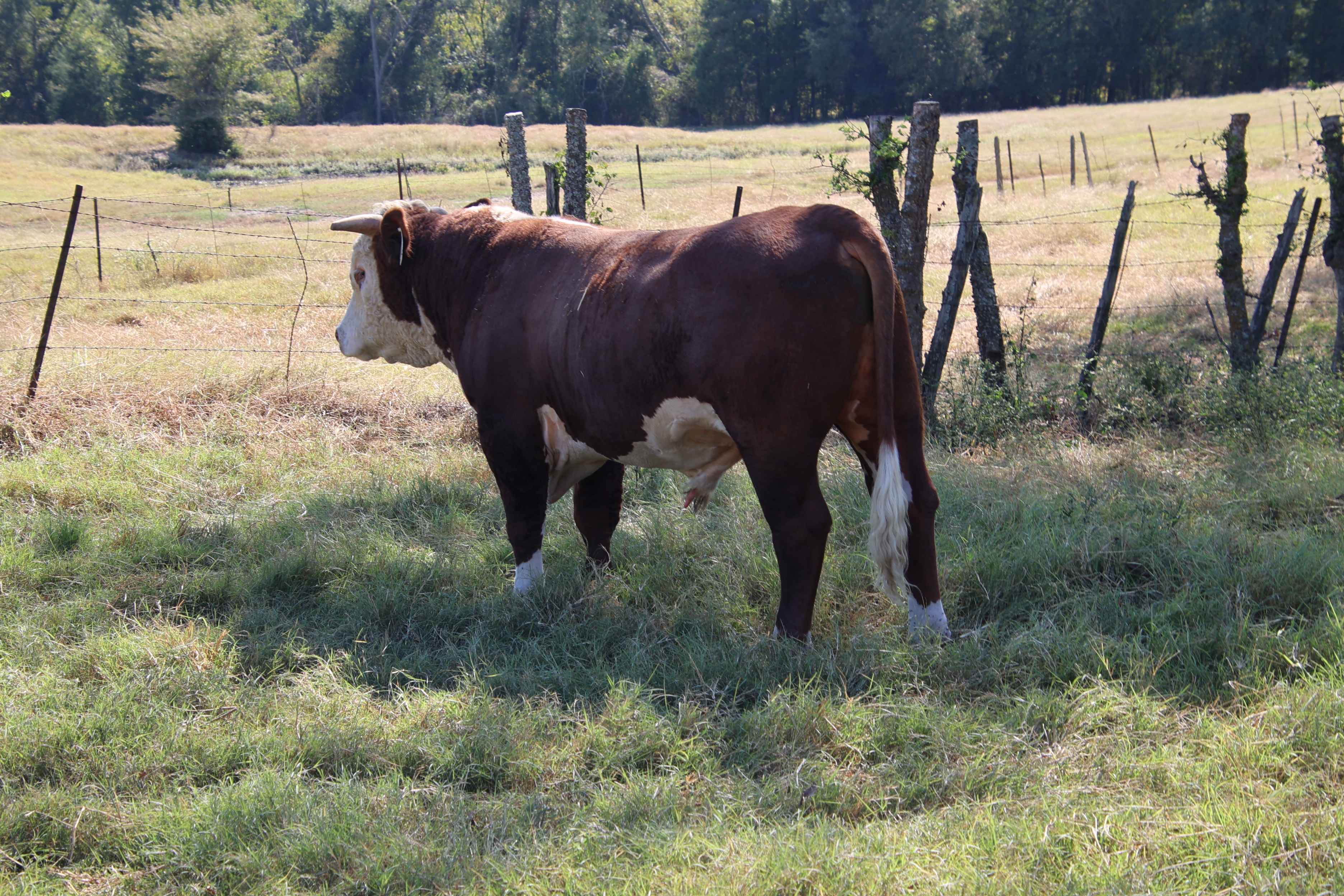 Cattle Range Listing Photo 3