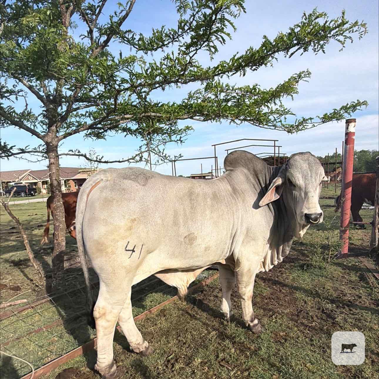 Cattle Range Listing Photo