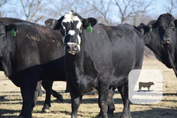 Cattle Range Listing Photo