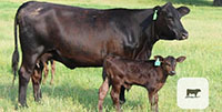11 Angus Plus 1st-Calf Pairs... Central TX