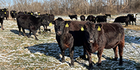 40 Angus & BWF Cows... SW Missouri